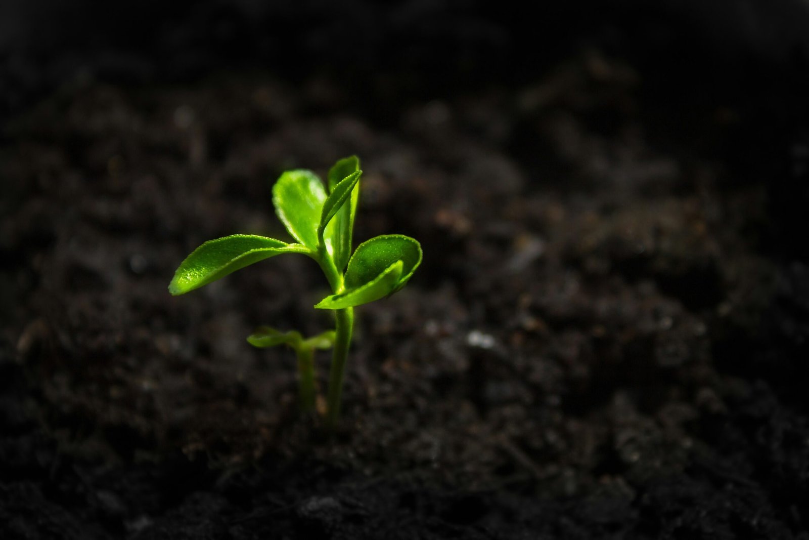 alexandr istomin yzzd0nbhha0 unsplash